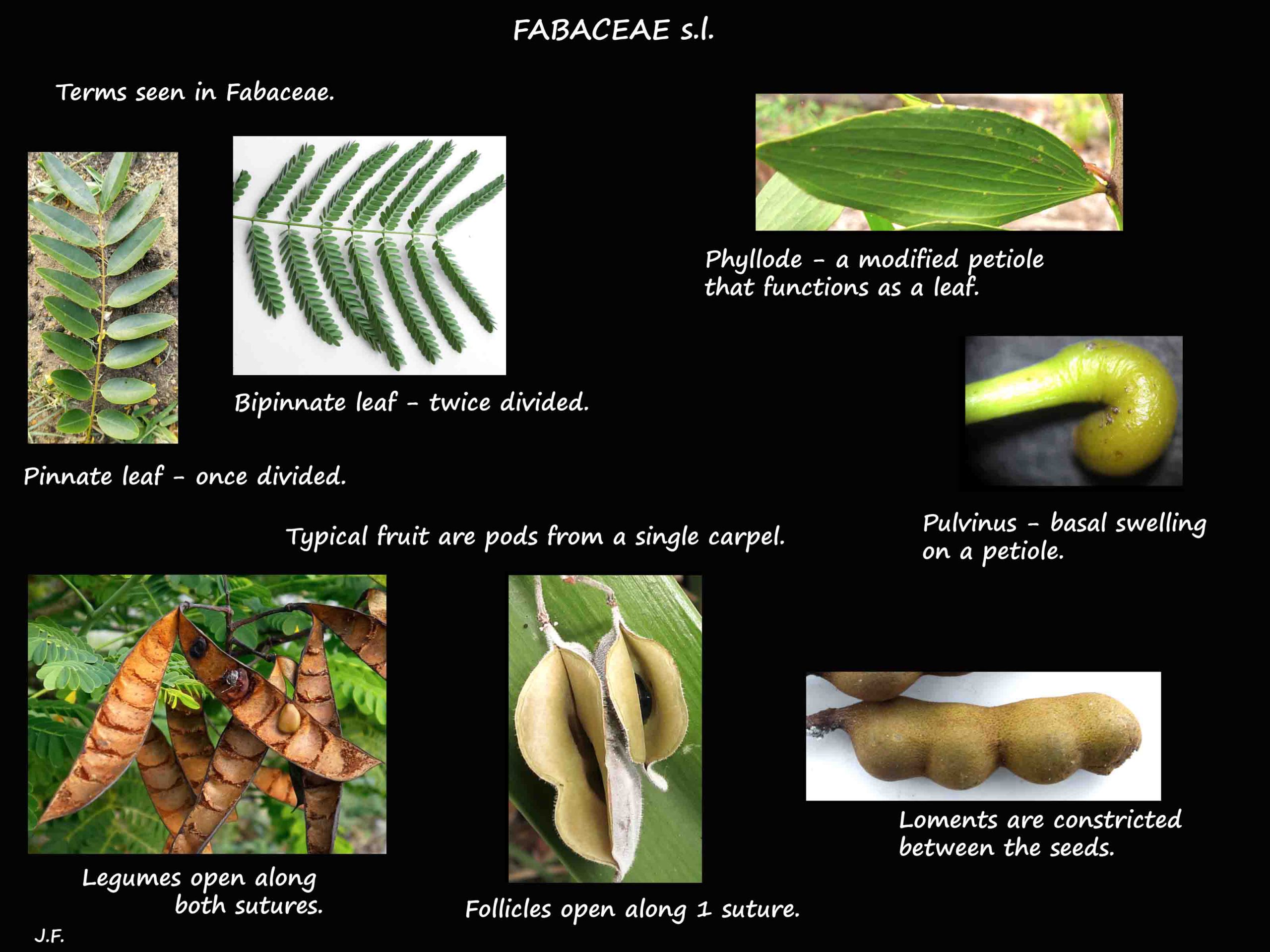 1 Fabaceae terms